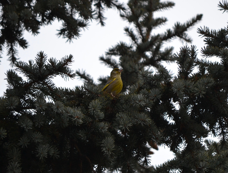 Carduelis chloris - 21-12-16 - 3.jpg