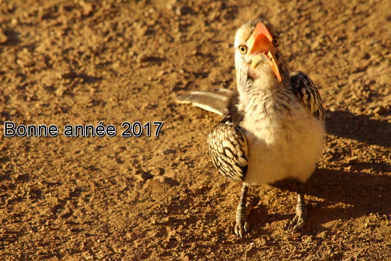 Calao à bec rouge - Afrique du Sud - août 2016 (1) (Copier).JPG