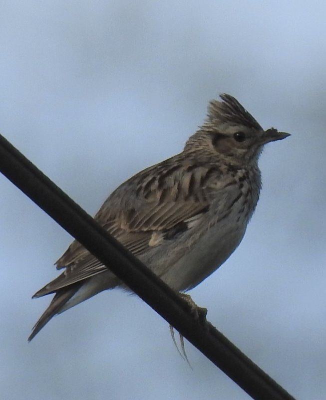 Alouette L 2017 oiseau n°1.JPG