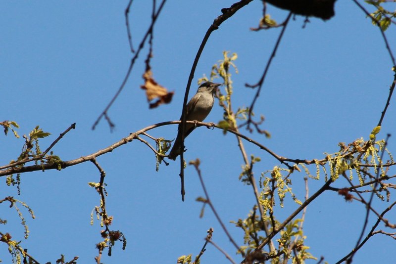 Tirana - Albanie - mars 2017 (28) (Copier).JPG