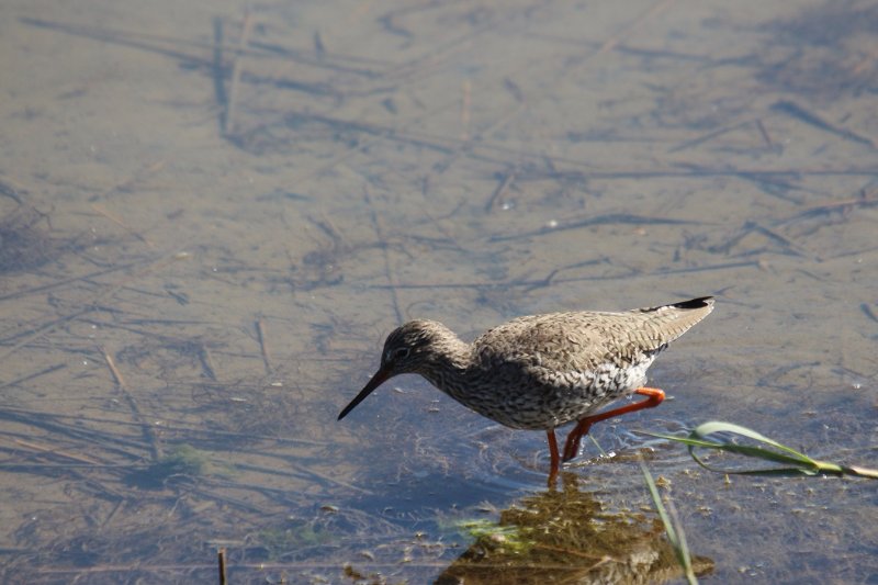 _oiseaux (32) - Copie.JPG