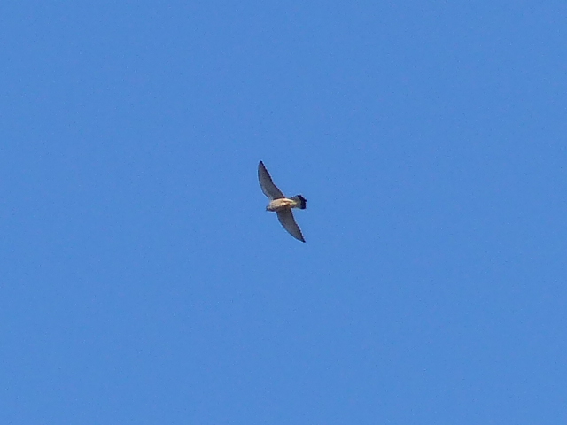 Faucon crécerelle.JPG