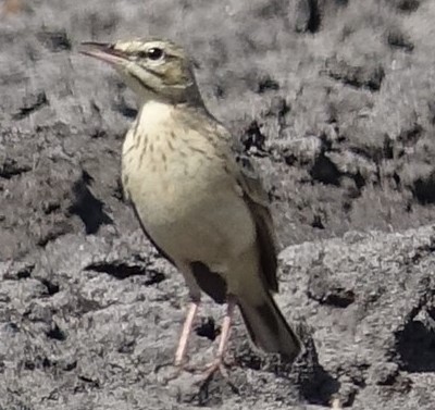 Motacillidé (1).JPG