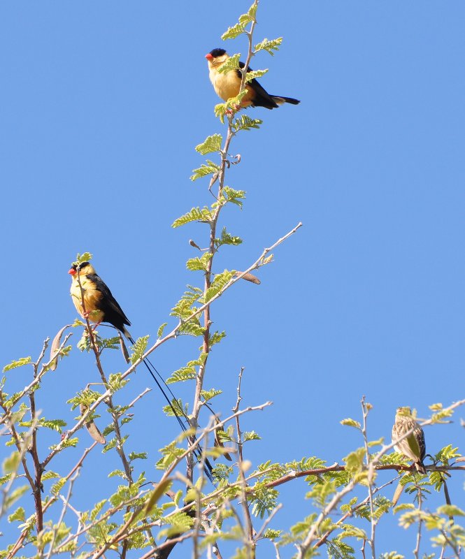 Veuve royale (Okaukuejo Namibie).jpg