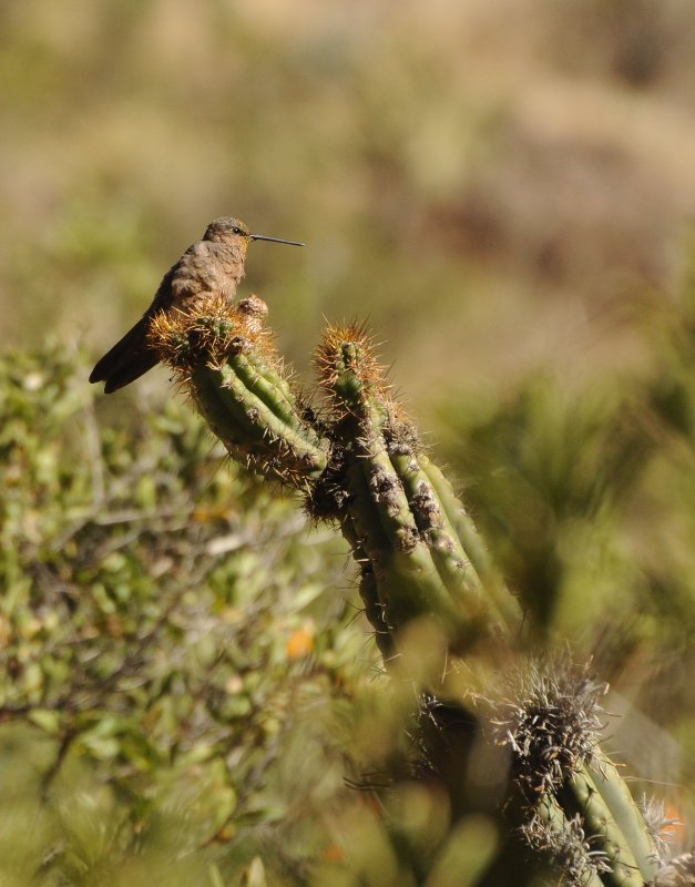 Colibri géant (Huaynalima Perou).jpg
