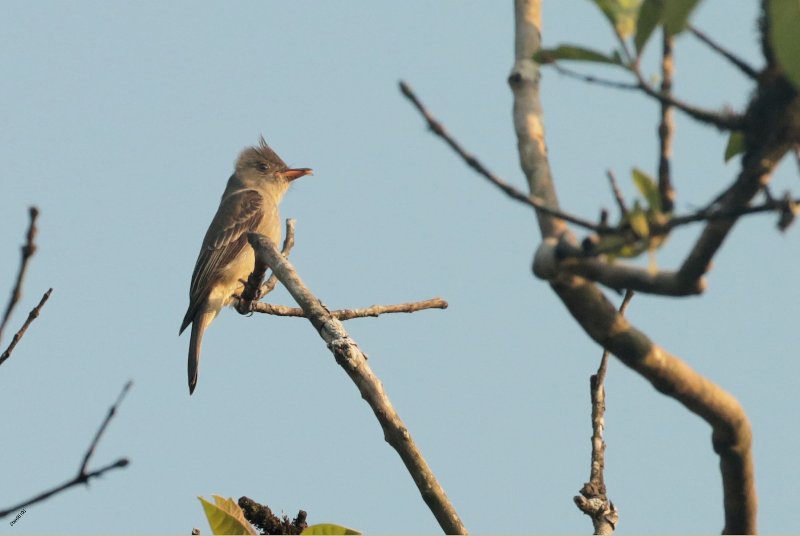 UE8A8911 Tyran inconnu -.jpg