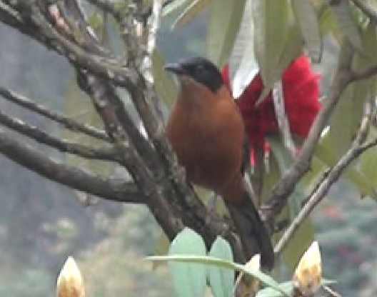 avec rhododendrons 1.jpg