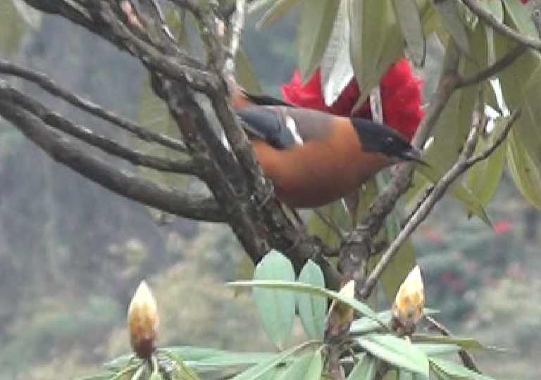 avec rhododendrons 3.jpg