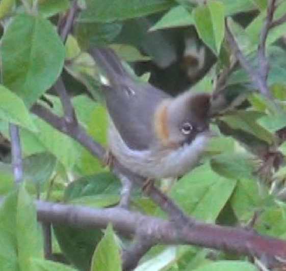 sibia casquée 2.. (1).jpg