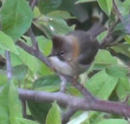 sibia casquée 2.. (2).jpg