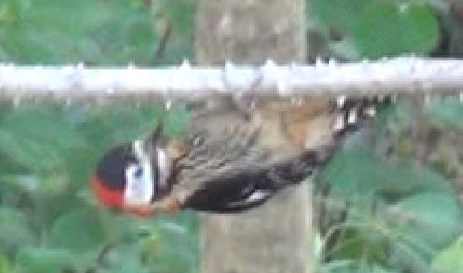 pic à plastron rouge 1.jpg