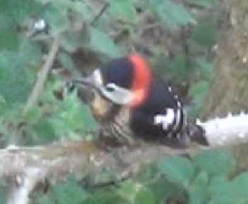 pic à plastron rouge 2.jpg