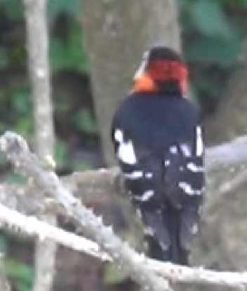 pic à plastron rouge 3.jpg