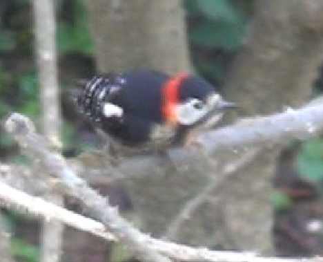 pic à plastron rouge 4.jpg