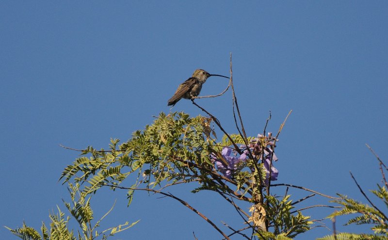 Colibri Vesper (Arequipa Perou).jpg