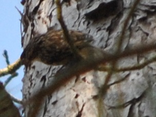 DSC_0829 - Copie.JPG