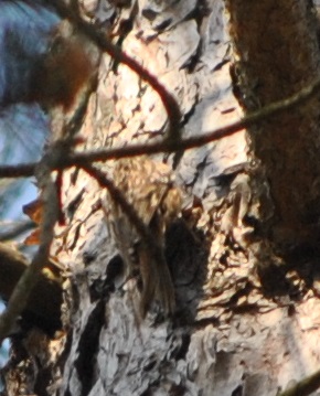 DSC_0831 - Copie.JPG