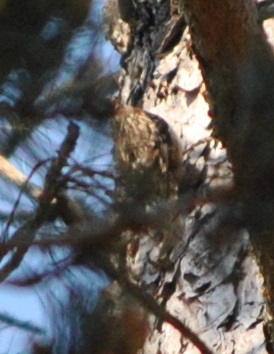 DSC_0832 - Copie.JPG