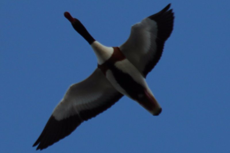 Oiseau non identifie marais salants Guerande 2.jpg