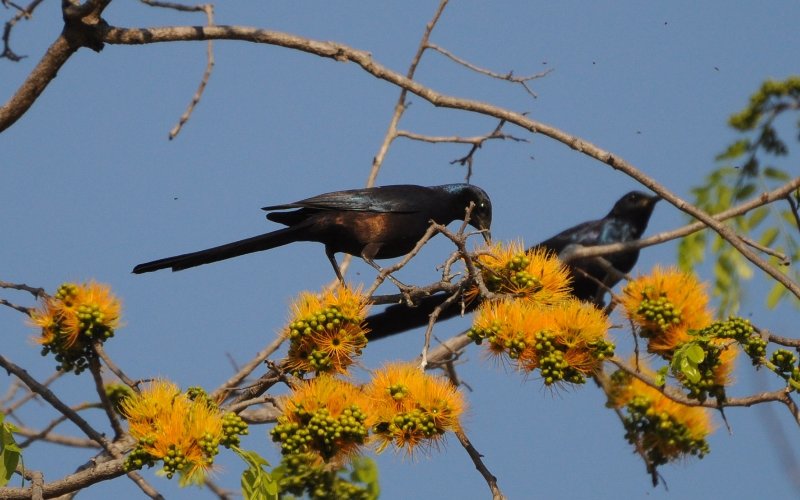 Choucador de Meves-2 (Luangwa Zambie).jpg