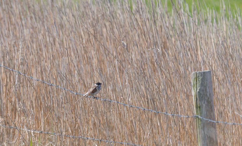 04-17_DS8_1699 - Copie.jpg