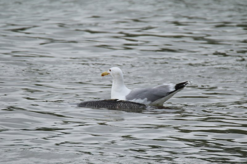 goéland poisson 1.JPG