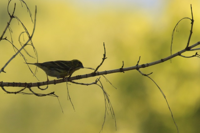 IMG_2740 - Copie.JPG