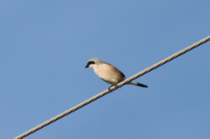 IMG_2816 - Copie.JPG