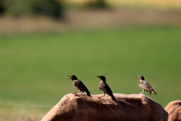 IMG_2830 - Copie.JPG