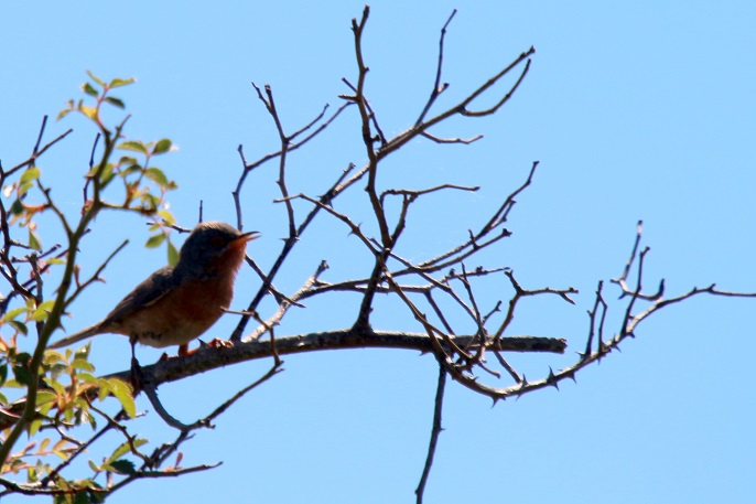 IMG_2990 - Copie.JPG