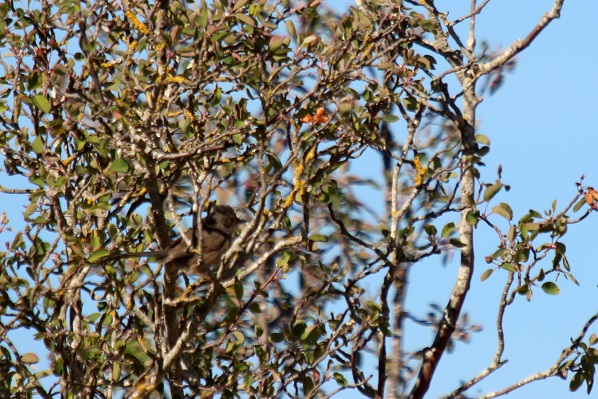 IMG_2853 - Copie.JPG