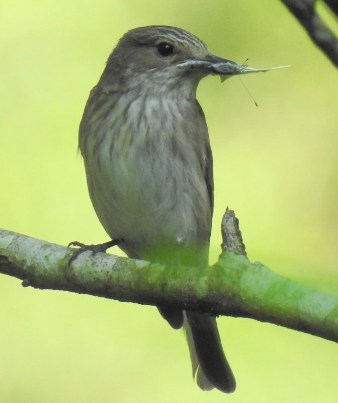 Gobemouche gris (1).JPG