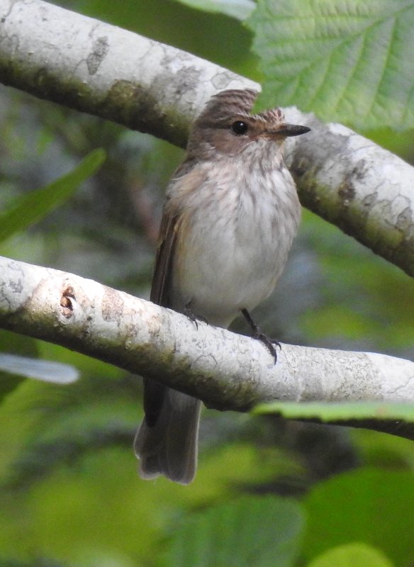 Gobemouche gris (2).JPG