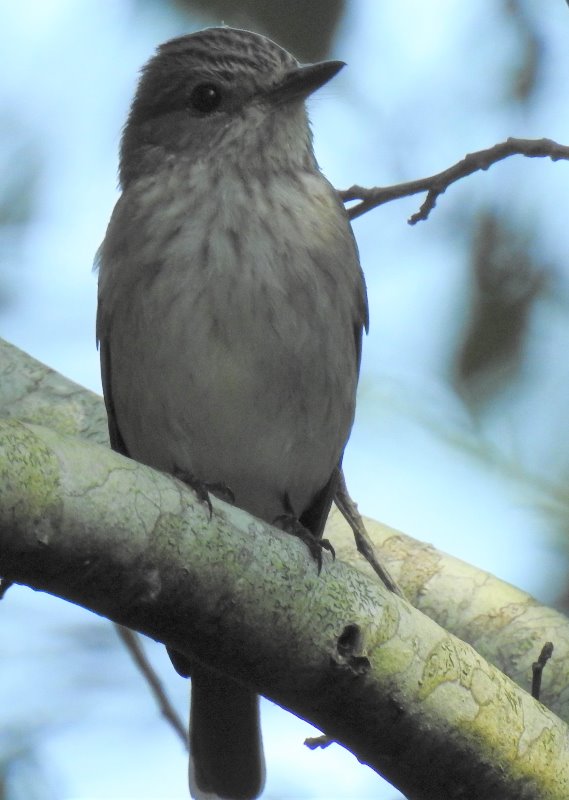 Gobemouche gris (3).JPG