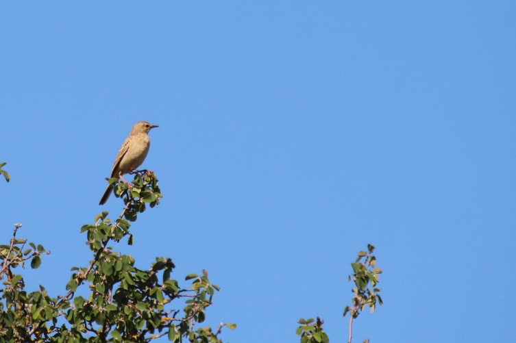 IMG_2932 - Copie.JPG