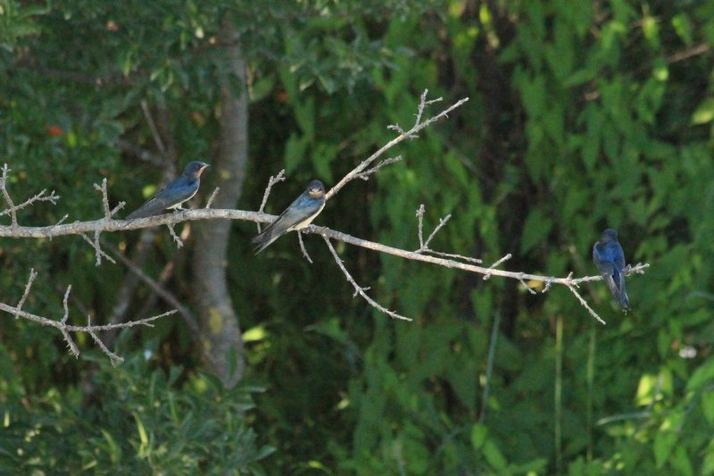 Réserve Kune-Vain - Albanie - juin 2017 (126) (Copier).JPG