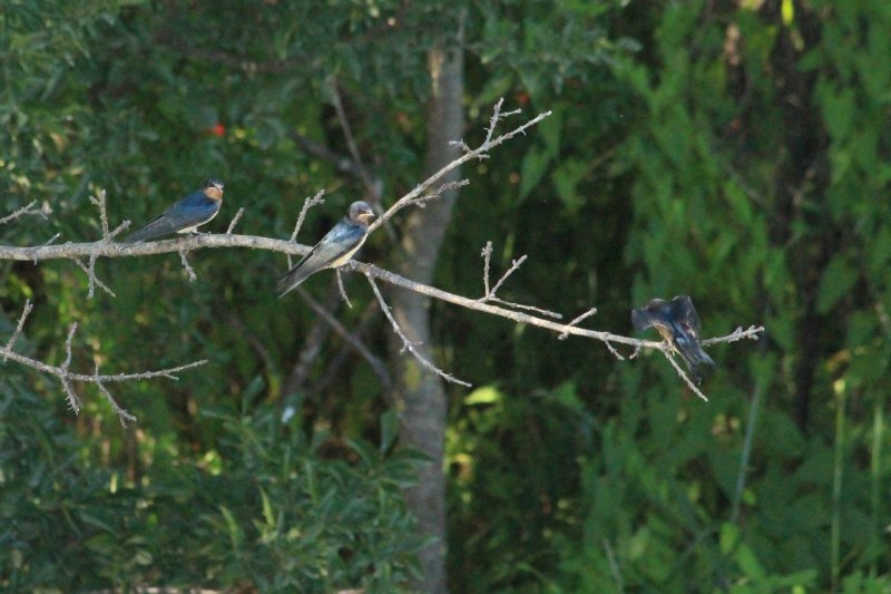 Réserve Kune-Vain - Albanie - juin 2017 (128) (Copier).JPG