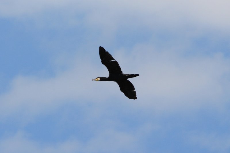 Réserve Kune-Vain - Albanie - juin 2017 (120) (Copier).JPG