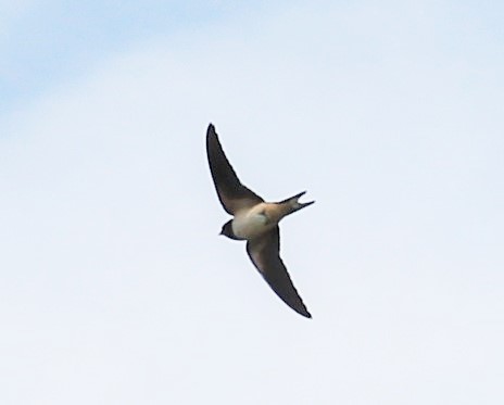 Réserve Kune-Vain - Albanie - juin 2017 (69).JPG