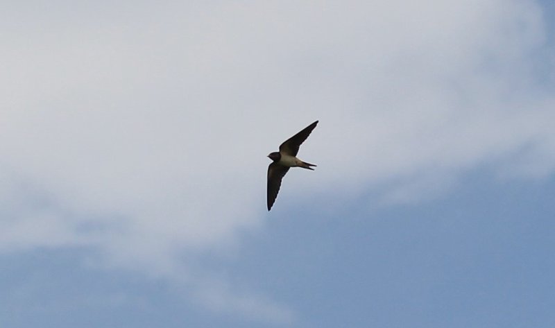 Réserve Kune-Vain - Albanie - juin 2017 (67).JPG