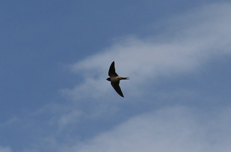 Réserve Kune-Vain - Albanie - juin 2017 (68).JPG