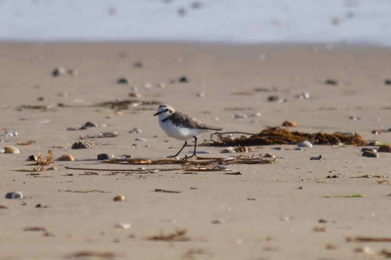 Pluvier Siffleur.JPG