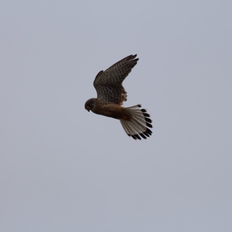 faucon crecerelle Carnac.jpg