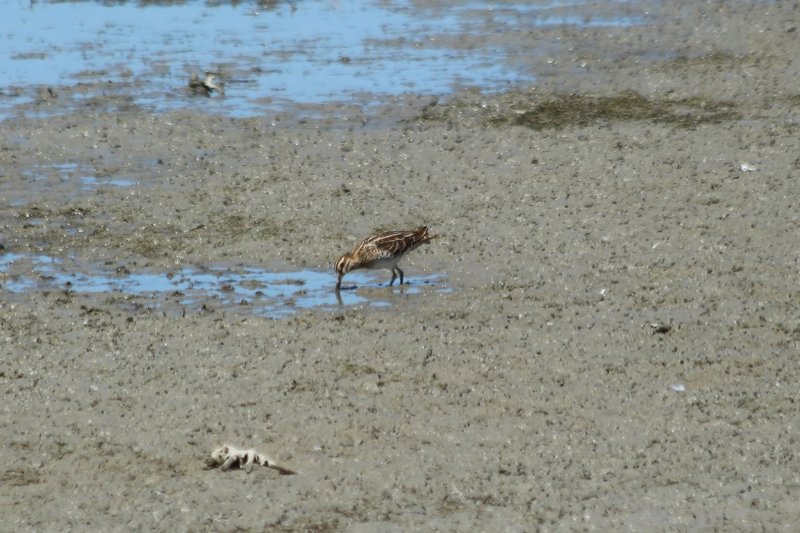 Etang de Scamandre - France - Juillet 2017 (108) (Copier).JPG