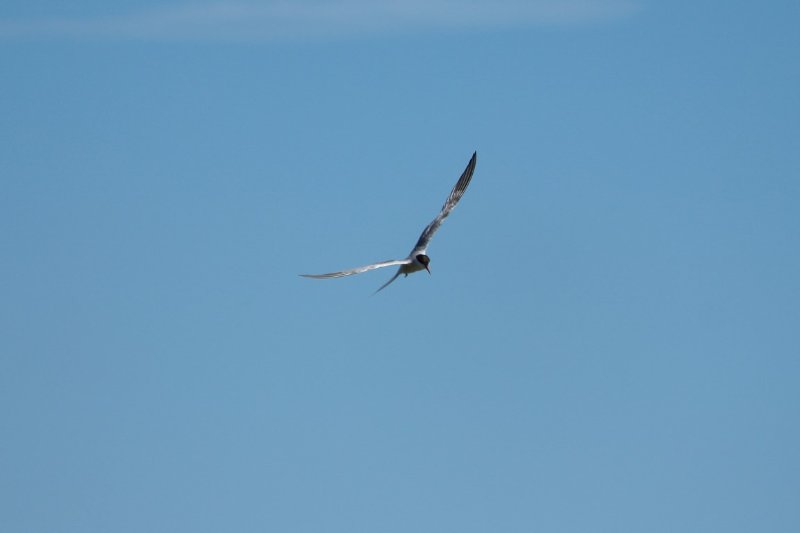 Etang de Scamandre - France - Juillet 2017 (87) (Copier).JPG