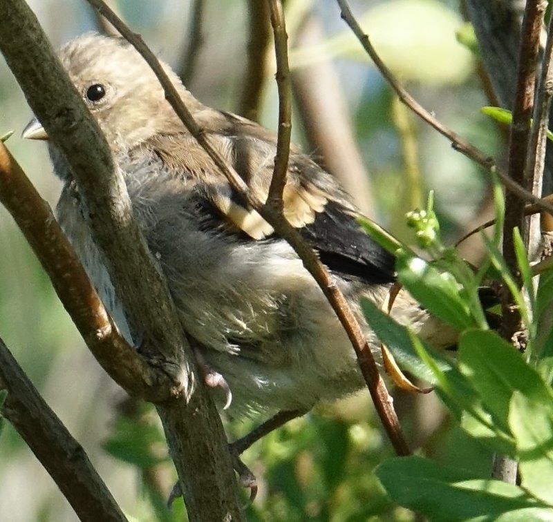 2017-08-14 Le Teich (293).JPG