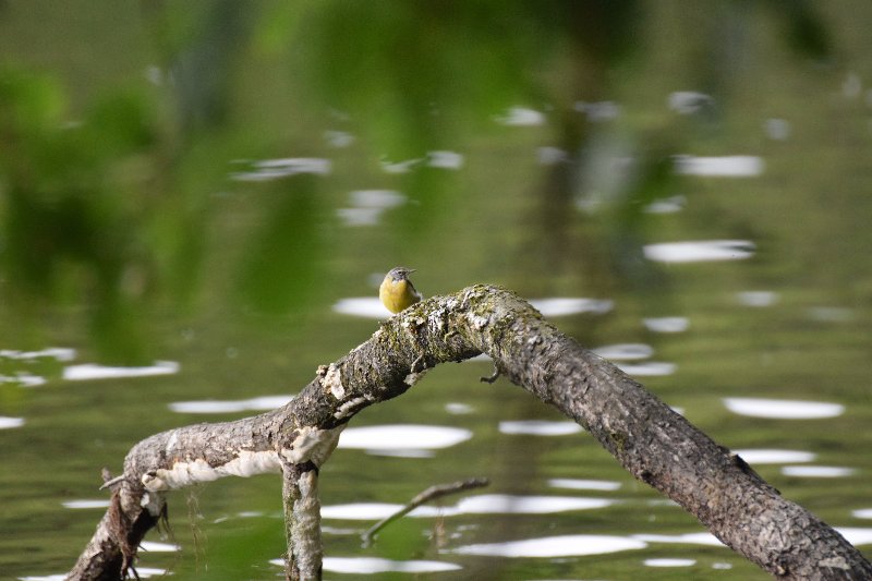 FJO_0038 resized.jpg