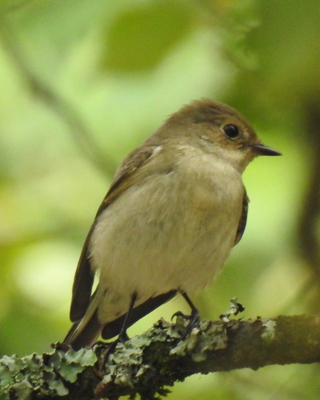 Gobemouche noir XFXX (5).JPG