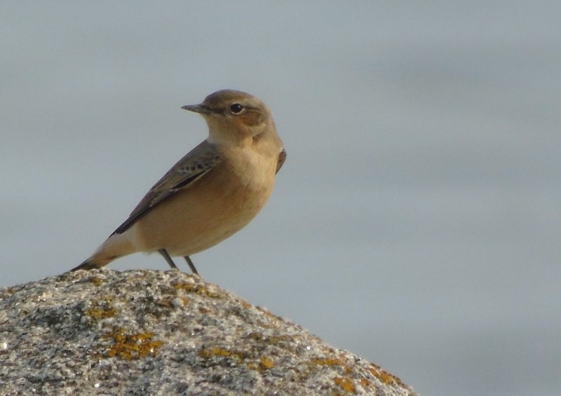 Traquet motteux 32.JPG