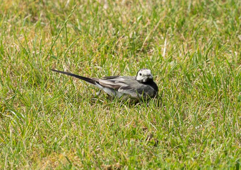 Emmanuel_Leconte___DSC9575_12082015.jpg